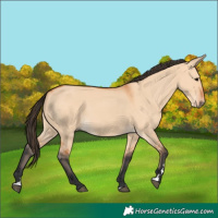 Horse Color:Bay Dun