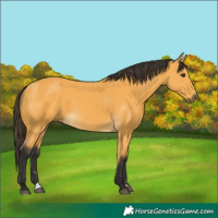 Horse Color:Buckskin
