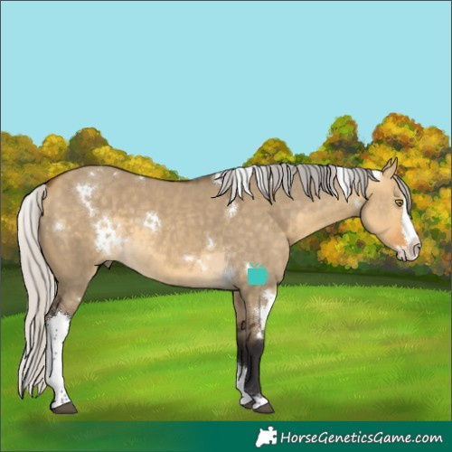 Horse Color:White Spotted Silver Buckskin Dun Splash Tobiano 
