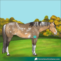 Horse Color:White Spotted Buckskin Dun Splash Tobiano Rabicano 