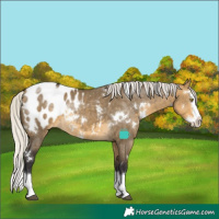 Horse Color:White Spotted Silver Buckskin Dun Splash Blanket Rabicano 
