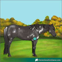 Horse Color:White Spotted Smoky Black