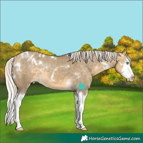 Horse Color:White Spotted Silver Buckskin Dun Splash Appaloosa Rabicano 