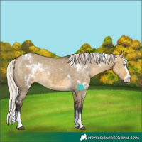Horse Color:White Spotted Silver Buckskin Dun Sabino Splash Varnish Rabicano