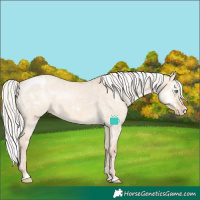 Horse Color:White Spotted Silver Perlino Dun Splash Appaloosa Rabicano Brindle 