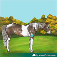 Horse Color:Gray White Spotted Silver Brown Dun Splash Tobiano Appaloosa Rabicano 