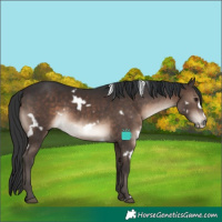 Horse Color:White Spotted Brown Frame Rabicano