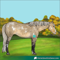 Horse Color:White Spotted Silver Buckskin Dun Splash Appaloosa Rabicano
