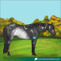 Horse Color:White Spotted Black Rabicano 