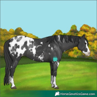 Horse Color:White Spotted Black Splash Appaloosa Rabicano