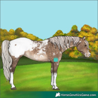 Horse Color:White Spotted Silver Brown Dun Splash Appaloosa Rabicano