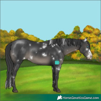 Horse Color:White Spotted Black Frame Rabicano