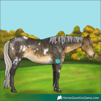 Horse Color:White Spotted Silver Buckskin