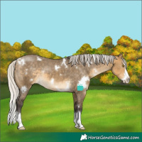 Horse Color:White Spotted Silver Buckskin Dun Splash Varnish Rabicano