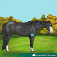 Horse Color:Black Sabino