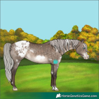 Horse Color:White Spotted Silver Brown Dun Splash Frame Blanket Rabicano