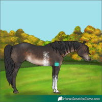 Horse Color:Brown Sabino