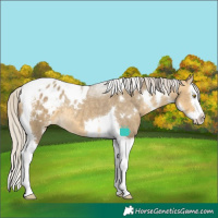 Horse Color:White Spotted Silver Buckskin Dun Splash Tobiano Blanket Rabicano