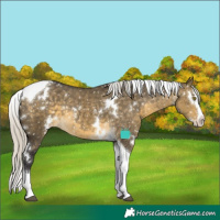 Horse Color:White Spotted Silver Buckskin Dun Splash Tobiano Appaloosa Rabicano