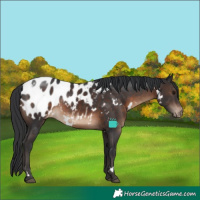 Horse Color:White Spotted Brown Appaloosa Rabicano