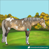 Horse Color:White Spotted Silver Buckskin Dun Splash Appaloosa Rabicano