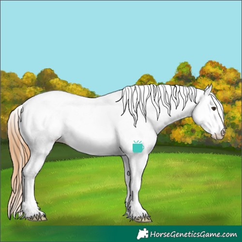 Horse Color:White Spotted Chestnut Appaloosa 