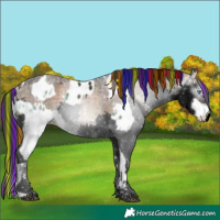 Horse Color:Painted White Spotted Brown Ice Onyx Splash Near Leopard  and Gray Void Plaid  White Spotted Bay Ice Onyx Splash 