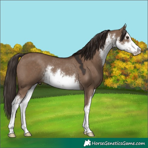 Horse Color:White Spotted Liver Red Dun Rabicano 