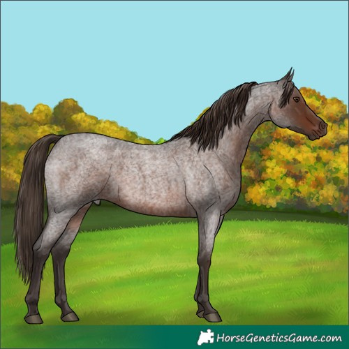 Horse Color:Liver Red Roan Rabicano 