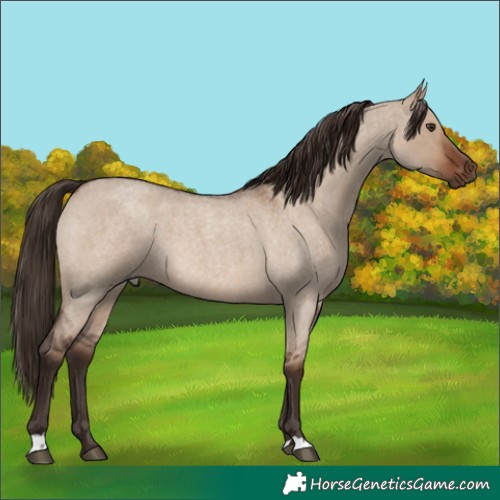 Horse Color:Liver Red Dun Roan