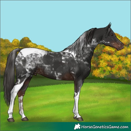 Horse Color:Liver Chestnut Tobiano