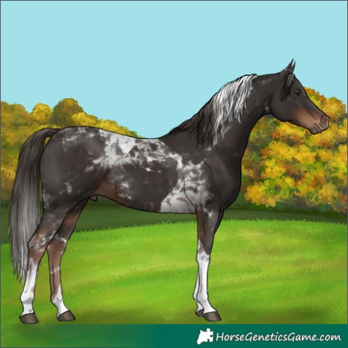 Horse Color:Liver Chestnut Tobiano 