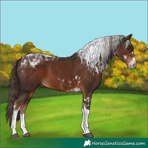 Horse Color:Liver Chestnut Tobiano 
