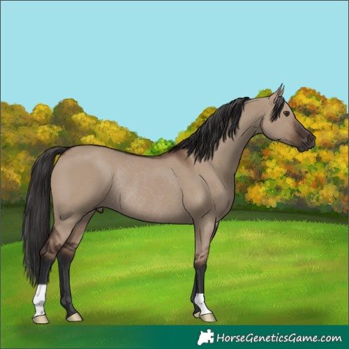 Horse Color:Liver Red Dun Rabicano 