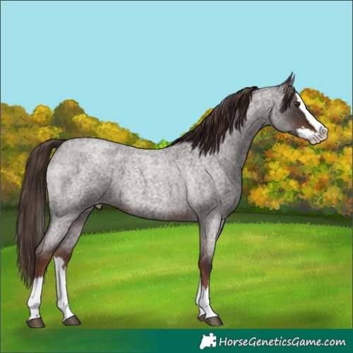 Horse Color:Liver Red Roan Splash