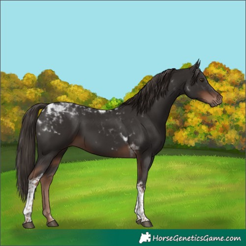 Horse Color:Liver Chestnut Tobiano 