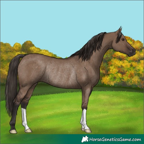Horse Color:Liver Red Dun Rabicano