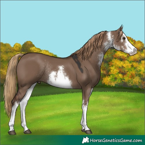 Horse Color:White Spotted Liver Red Dun Rabicano