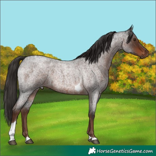 Horse Color:Liver Red Roan Tobiano