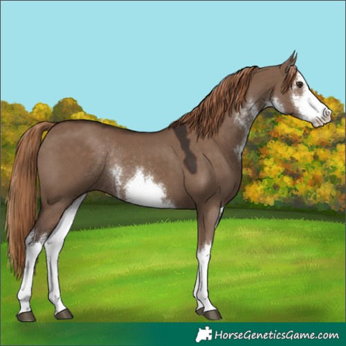 Horse Color:White Spotted Liver Red Dun Rabicano