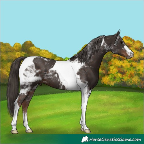 Horse Color:Liver Chestnut Tobiano 