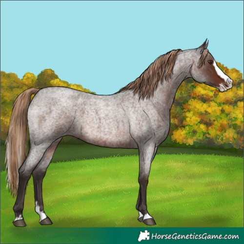 Horse Color:Liver Red Roan Splash