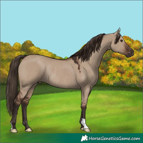 Horse Color:Liver Red Dun Rabicano