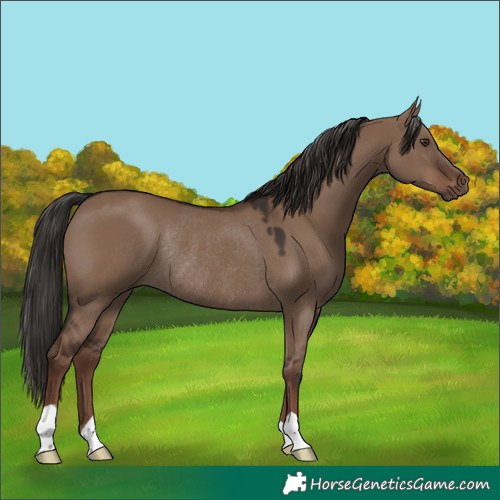 Horse Color:Liver Red Dun Rabicano