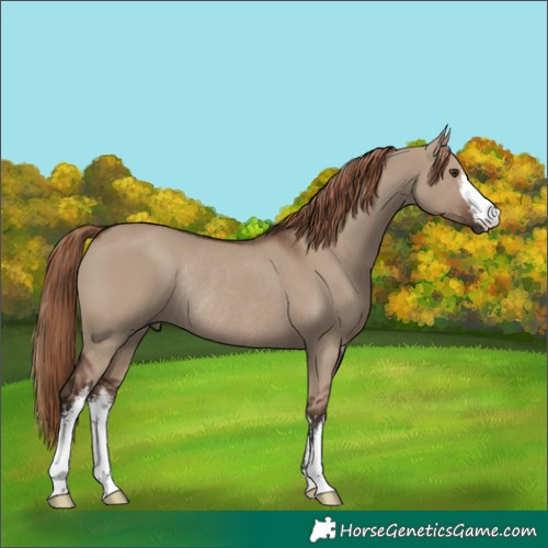 Horse Color:White Spotted Liver Red Dun Rabicano