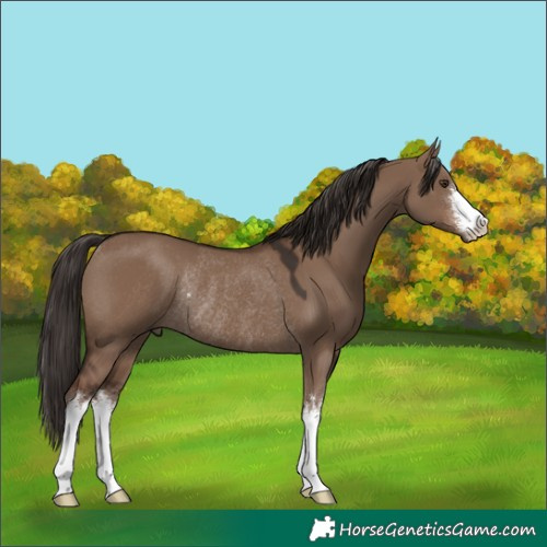 Horse Color:White Spotted Liver Red Dun Rabicano 