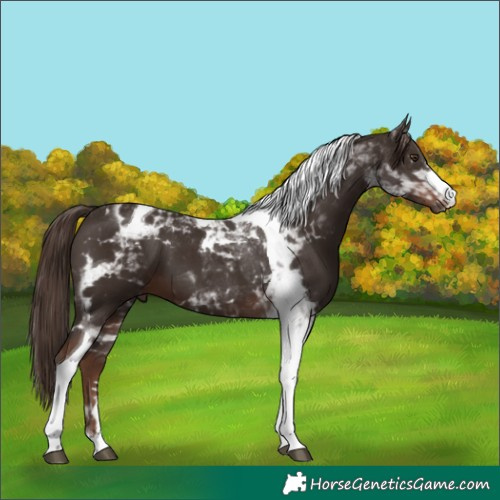 Horse Color:Liver Chestnut Tobiano