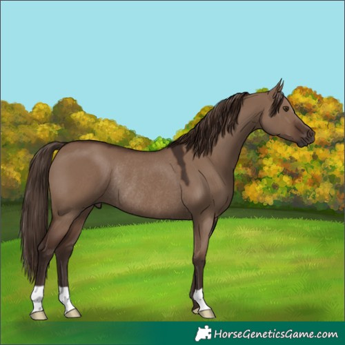 Horse Color:Liver Red Dun Rabicano 