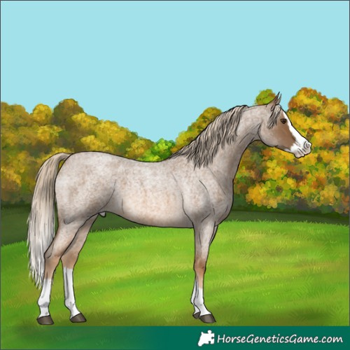Horse Color:Chocolate Palomino Roan Splash