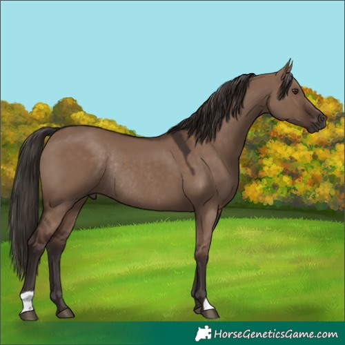 Horse Color:Liver Red Dun Rabicano 